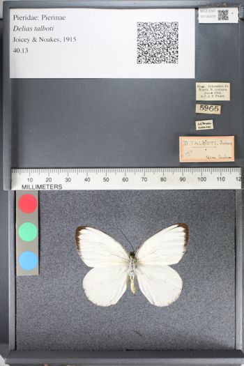 Media type: image;   Entomology 130079